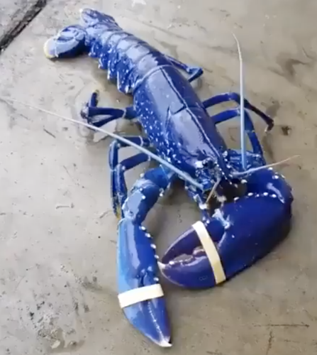 Blue lobster caught in Maine: Odds are one-in-2 million, experts say