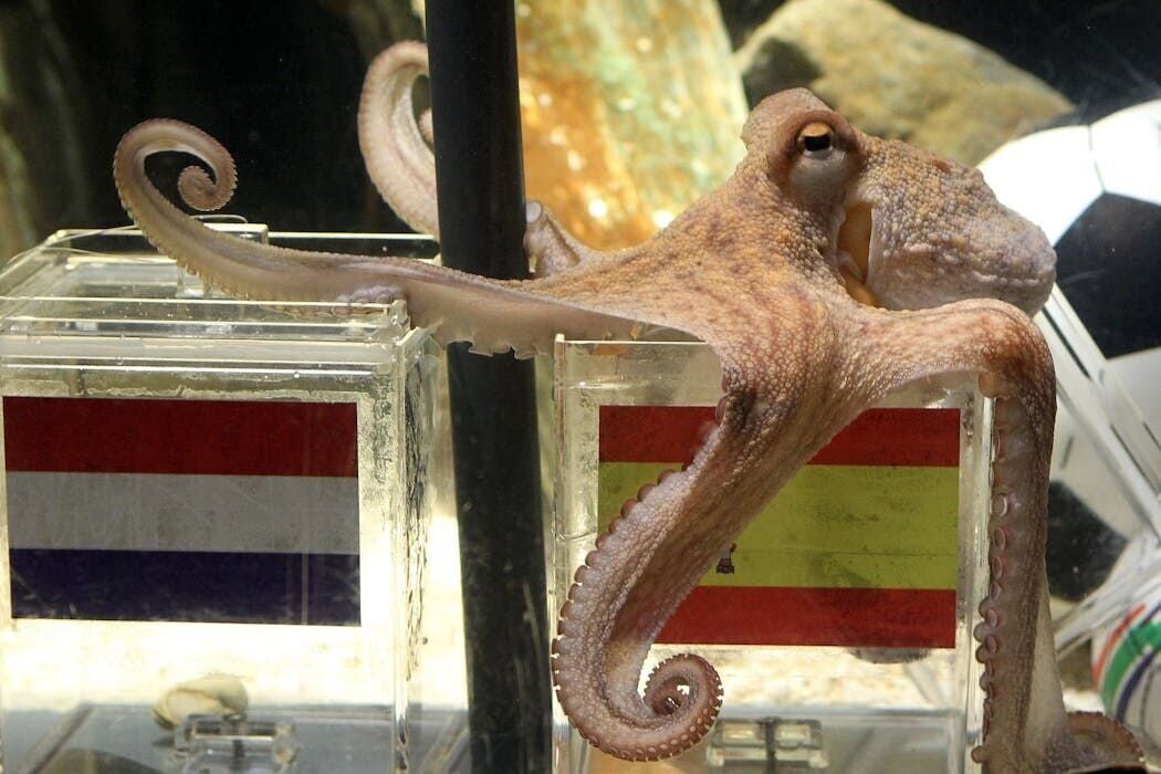 Paul the Octopus opted for Spain against the Netherlands in 2010. But ...