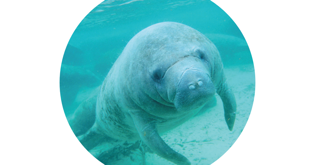Appreciating manatees