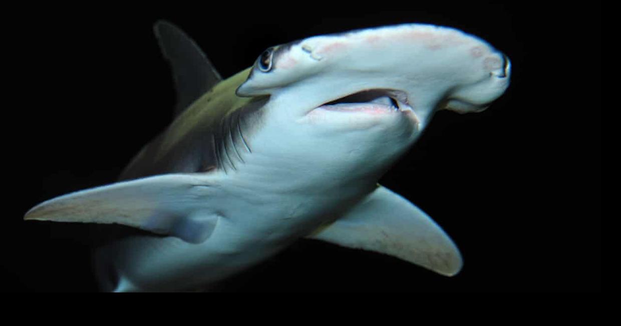 “You just don’t normally see sharks piling up like that in these canals ...