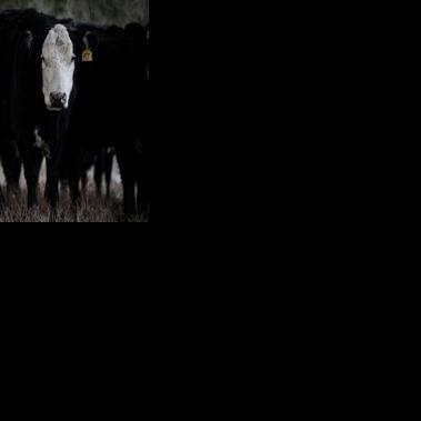 Farmers worry that more imported beef will chip away at their profitability