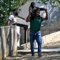 Since being rescued from smugglers in December, Zeytin has been nursed back to health by a team at Polenezkoy Zoo in the hills outside Istanbul