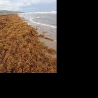 Key Biscayne not alone on sargassum problem - Vimarsana News