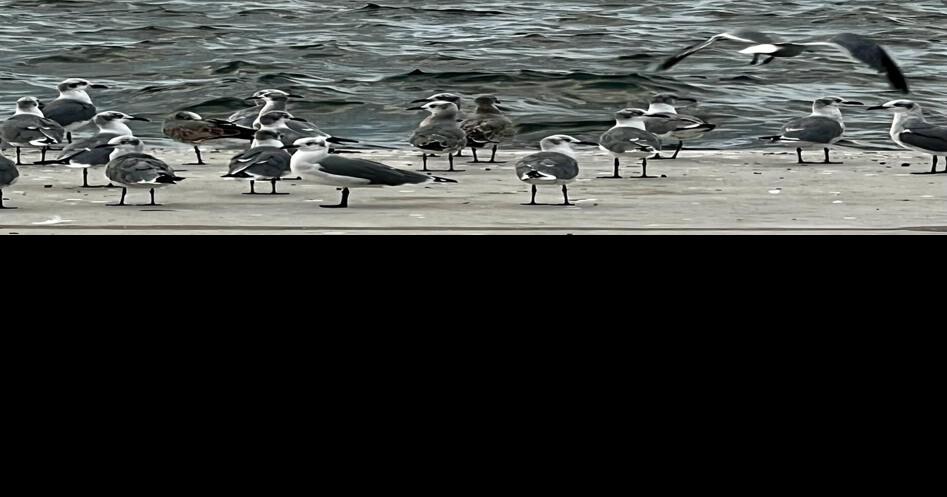 Friday’s Key Biscayne weather forecast includes a Heat Advisory | Key ...