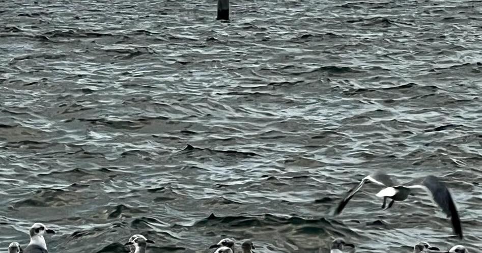 Friday’s Key Biscayne weather forecast includes a Heat Advisory | Key ...