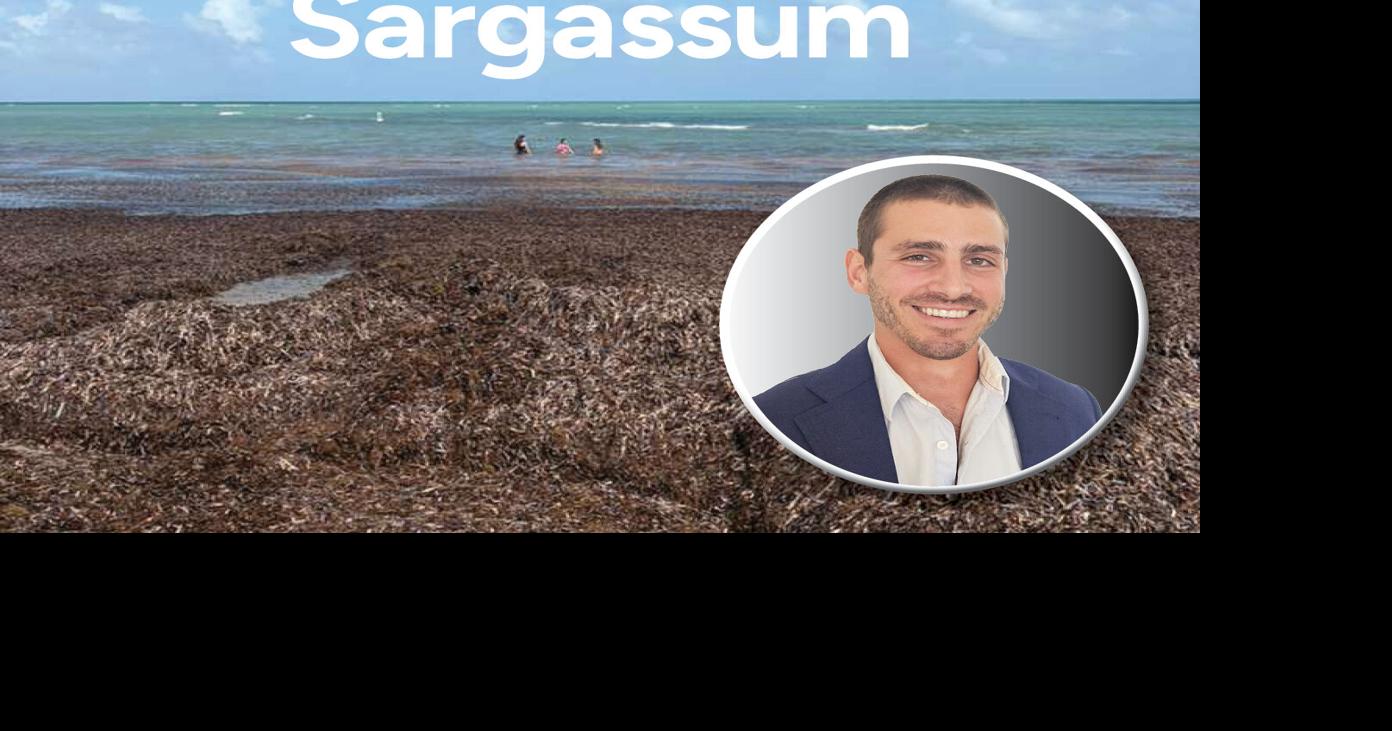 Turning beach sargassum into sustainable fish feed