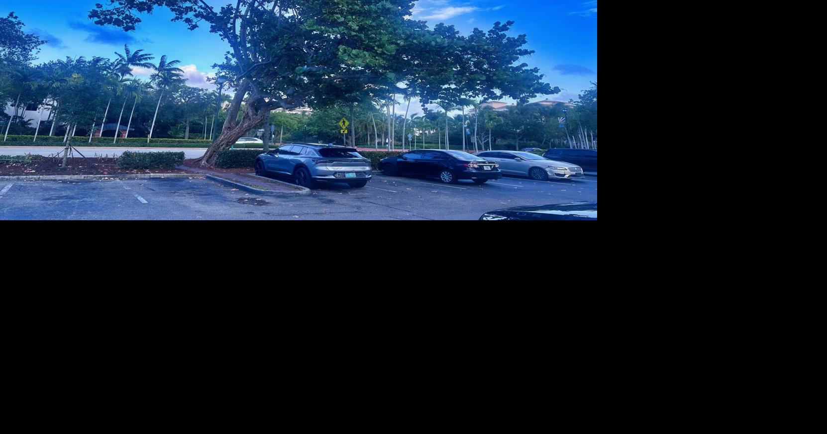 Seagrape tree to be removed at Key Biscayne plaza | Key Biscayne ...