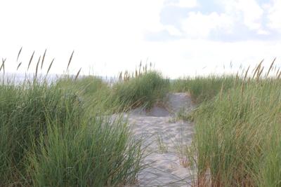 Seagrass is essential to the health of Florida’s estuaries, waterways and marine life