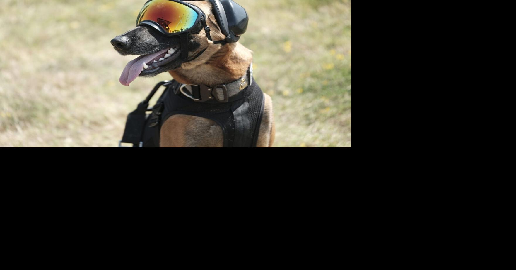 Tech firm raises $200m to breed genetically enhanced dogs for US ...