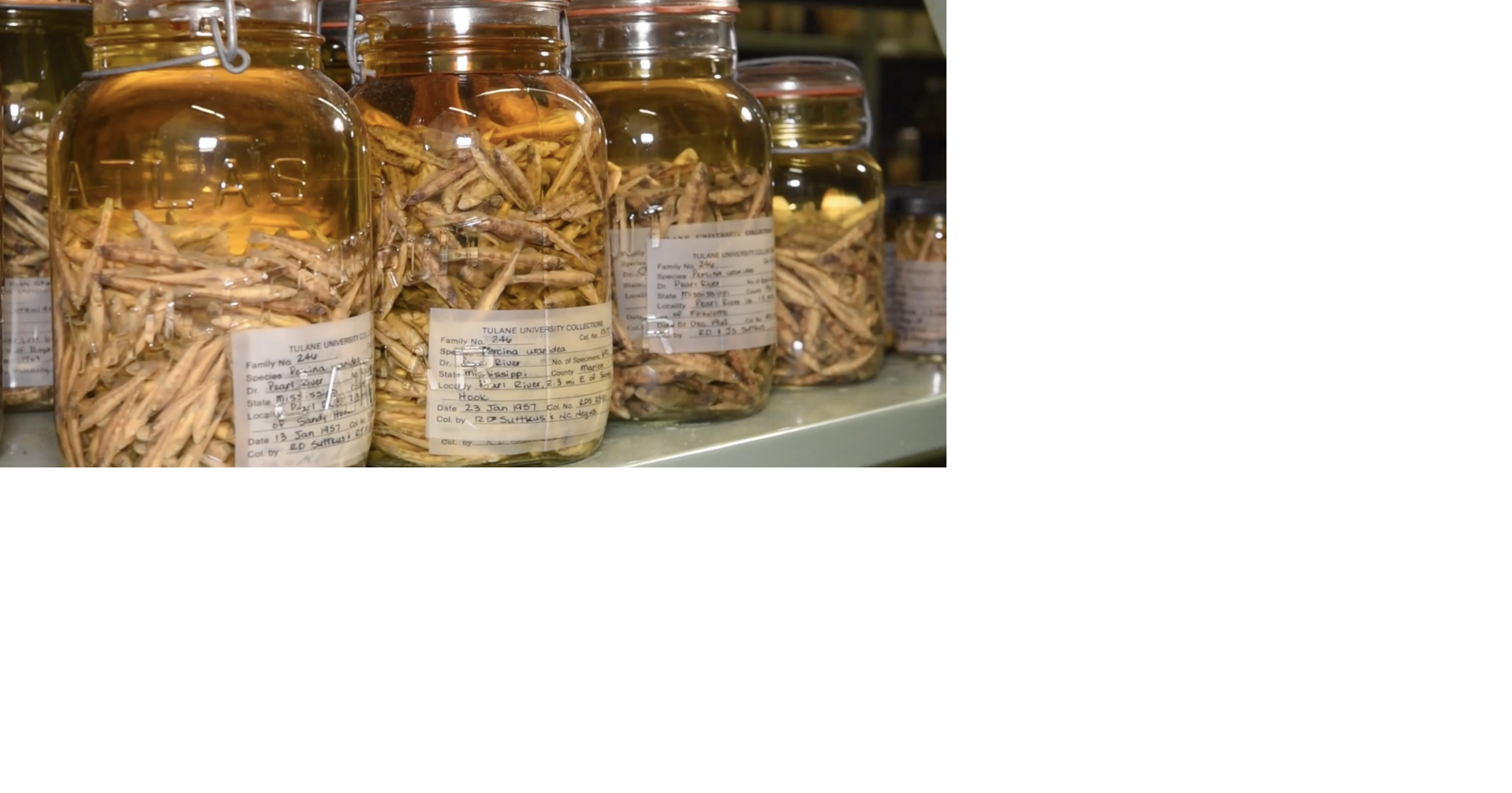 Inside WWII bunkers, millions of fish are preserved