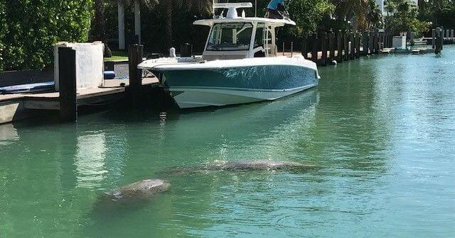 Florida manatee deaths rise again in 2025