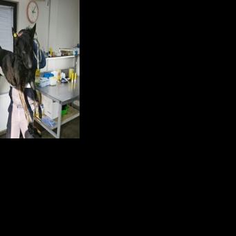 Around 50,000 dogs have been neutered in Tbilisi over the last decade