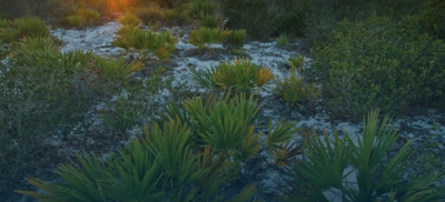 Jonathan Dickinson State Park