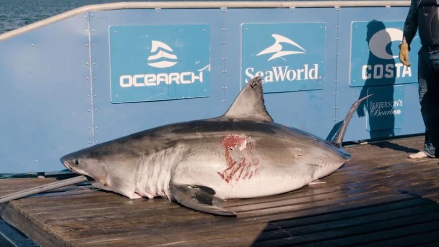 1,200-pound great white shark spotted off Florida’s coast