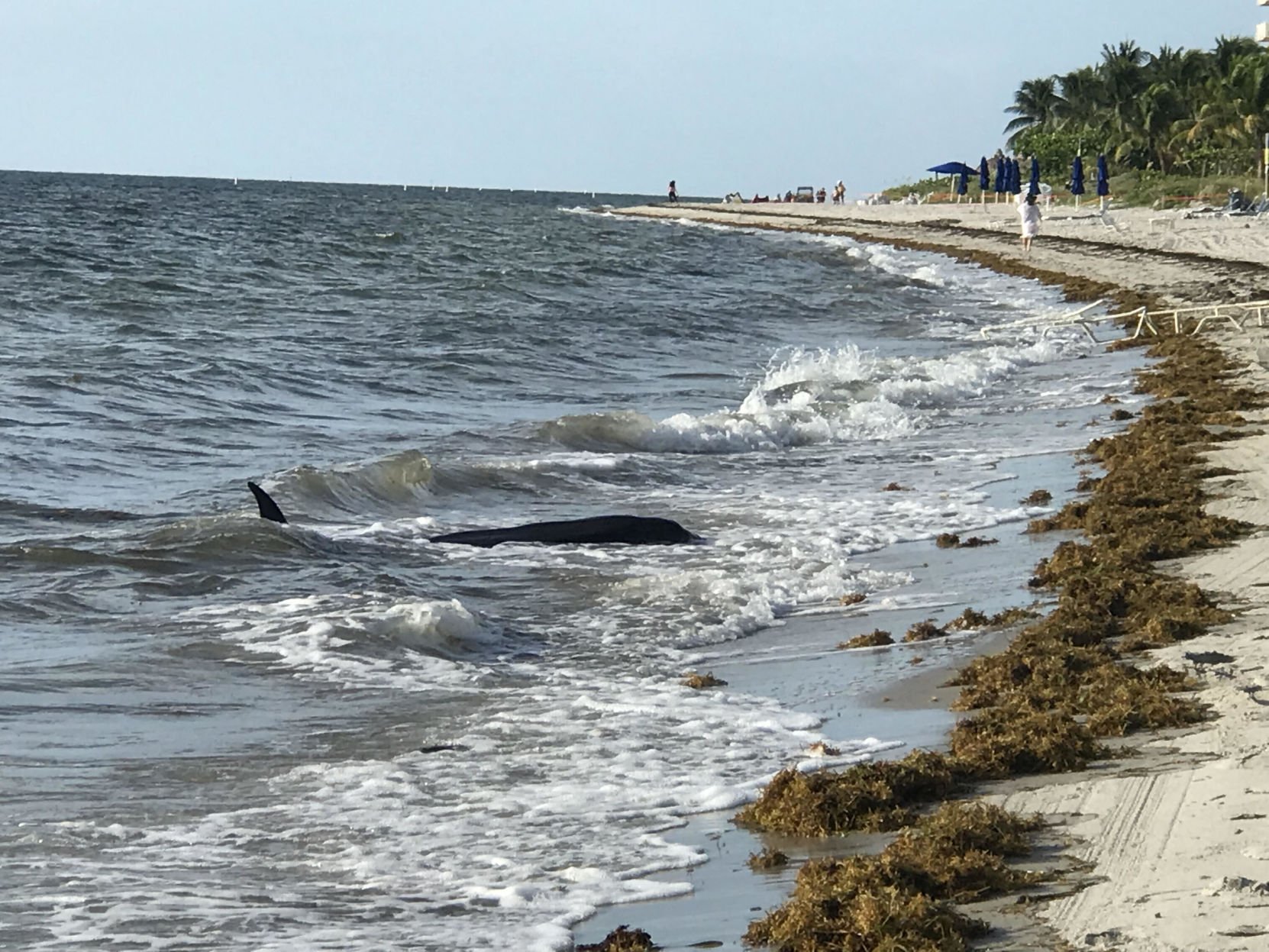Rare dwarf sperm whale found beached near the Ocean Club | News