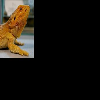 Investigators recovered 101 Australian reptiles from parcels destined for Hong Kong, South Korea, Sri Lanka and Romania