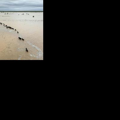 Heavy downpours in recent days have flooded vast inland tracts of Queensland state, a farming region home to some of the country's largest cattle ranches