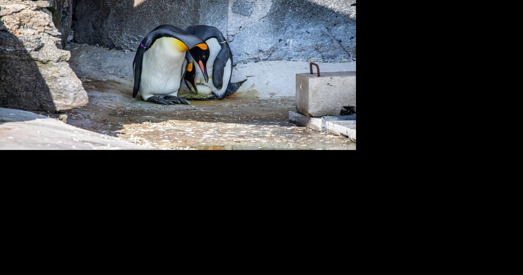 Scotland’s first king penguin egg in 17 years has been laid at the Royal Zoological Society of Scotland’s (RZSS) Edinburgh Zoo.