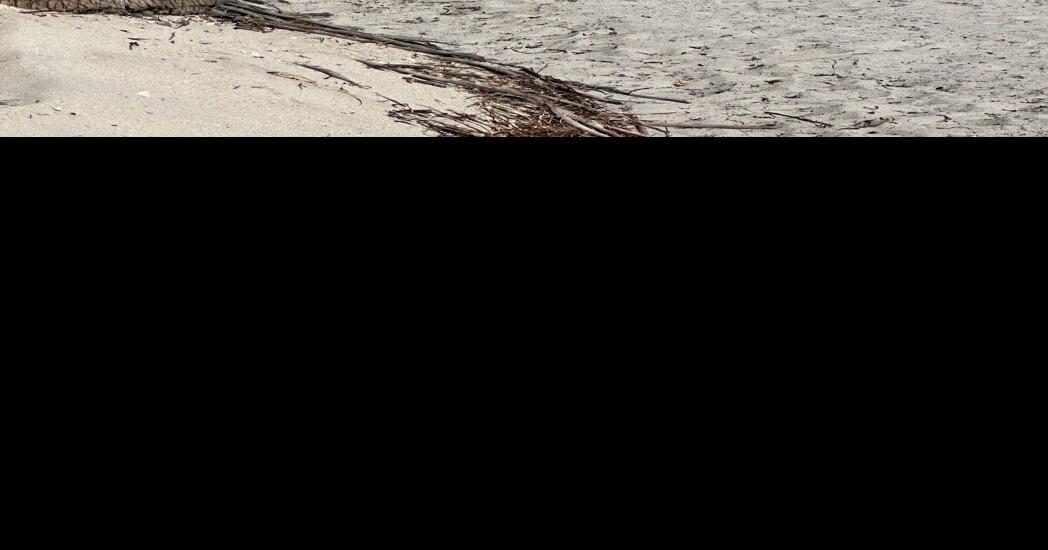 Summer-like weather forecast for the island | Key Biscayne ...