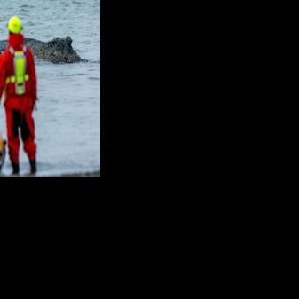 Environmental groups, maritime police, work crews with excavators and millionaire sponsors have all become involved in the rescue