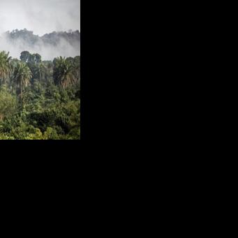 Forests in countries from Liberia to Zimbabwe were targetted for the Blue Carbon agreements