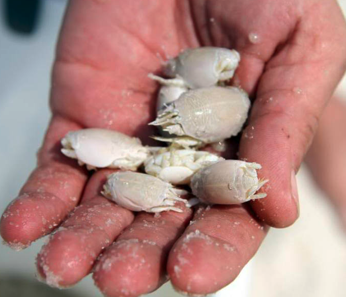 Itchinducing invisible jellyfish larvae aka, ‘sea lice’ prevalent