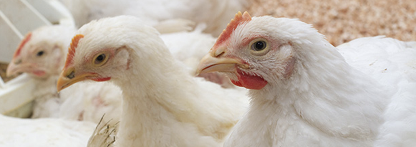 The U.S. is undergoing its worst bird flu outbreak ever. Is a poultry ...