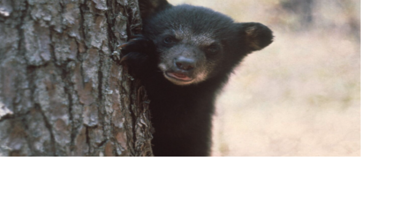 Florida’s first bear hunt in 10 years ends with 52 bears killed