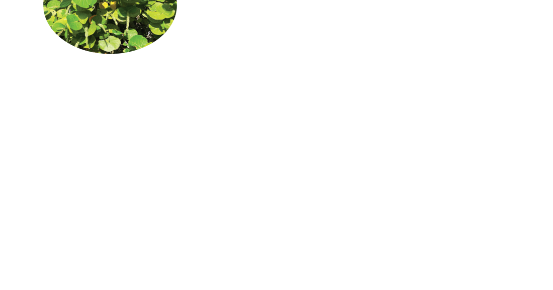 Shades of Green - Vimarsana News