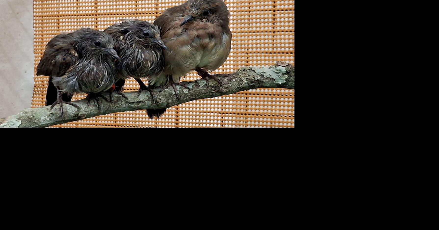 UK zoo experts help hatch three of the world’s rarest birds
