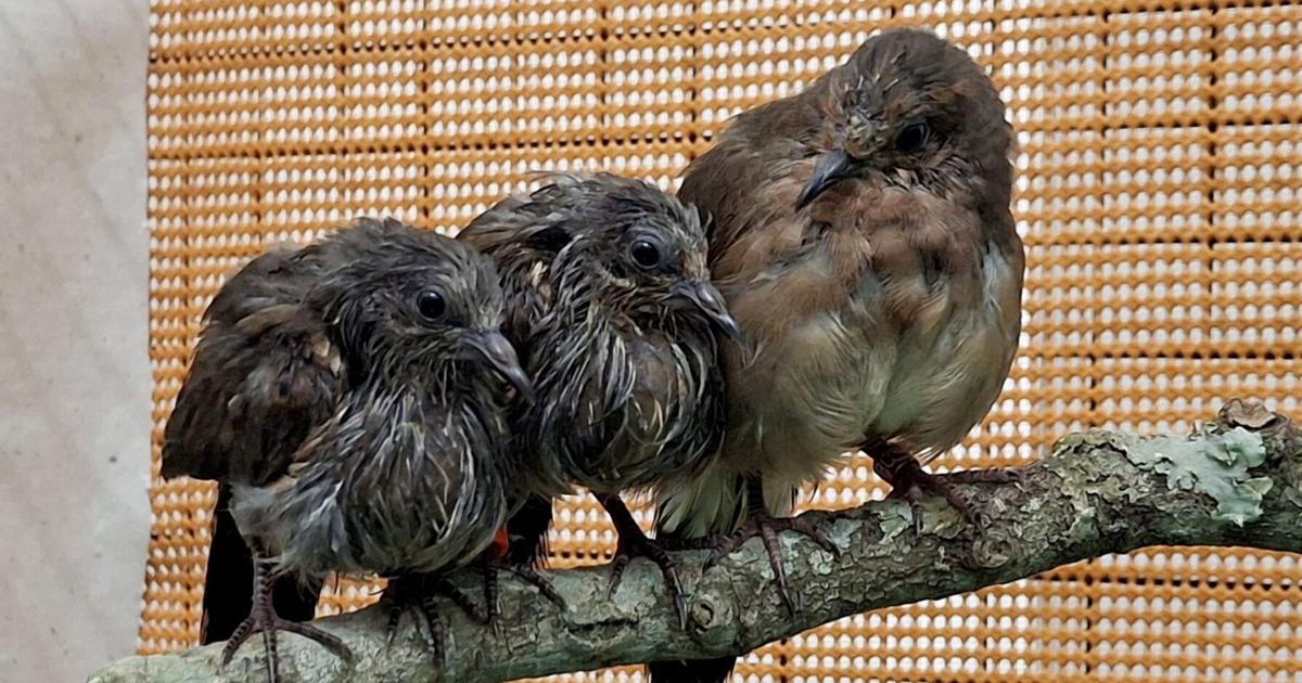 UK zoo experts help hatch three of the world’s rarest birds