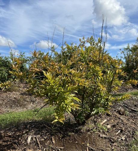 Guava-tree-infected-with-M.-enterolobii