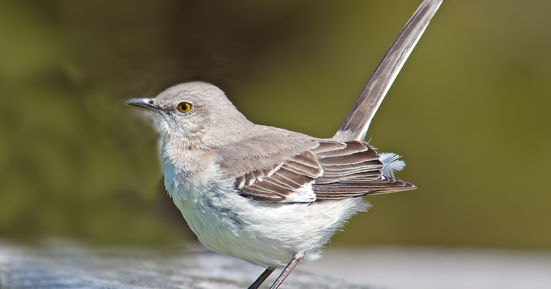 Bills filed to change Florida’s state bird