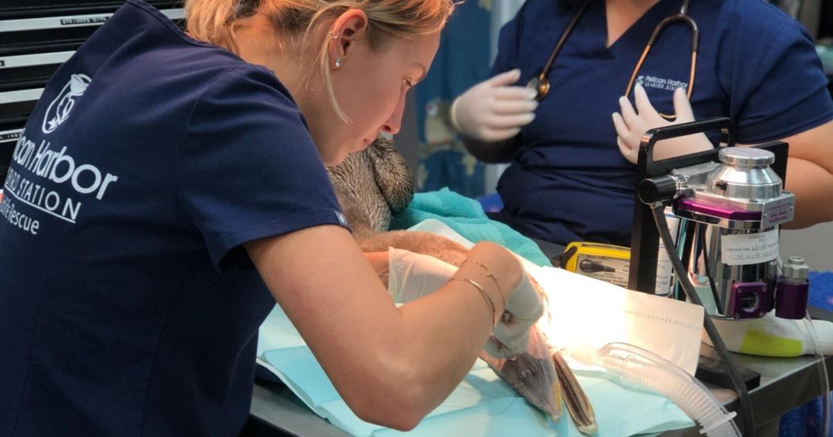 Lunch and Learn event to explore Miami’s native wildlife hospital