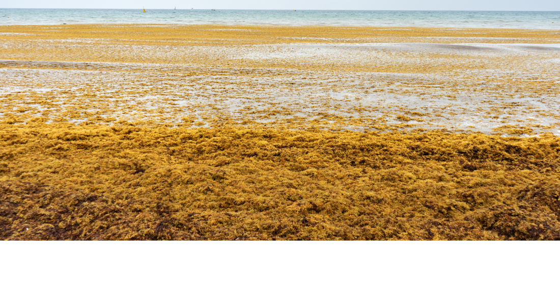 Beach cameras can be used online for seaweed, storms, or tourists Key
