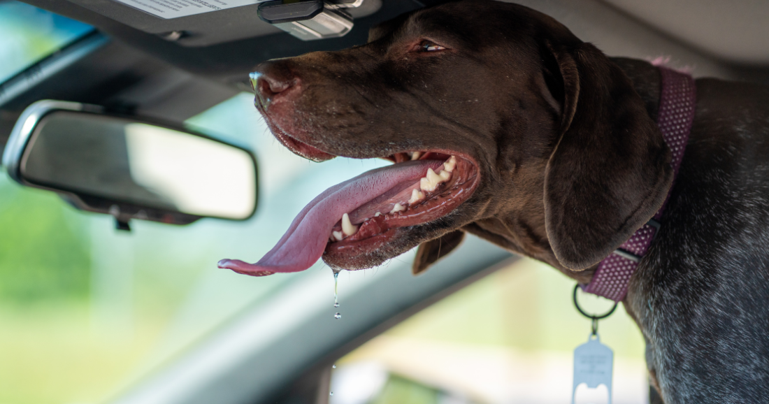 Florida’s Hot Car Crisis: It Only Takes Minutes for a Car to Turn Deadly in the Heat