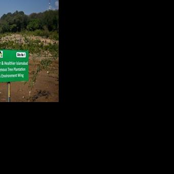 Trees can help pollution by filtering dirty air, absorbing harmful gases, and cooling cities