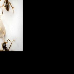 Researchers said the signal to destroy came from a chemical change that produces a particular smell