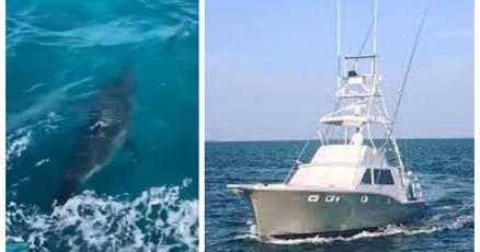Great white shark spotted off Key Biscayne an “amazing” experience Great white shark spotted off Key Biscayne an “amazing” experience