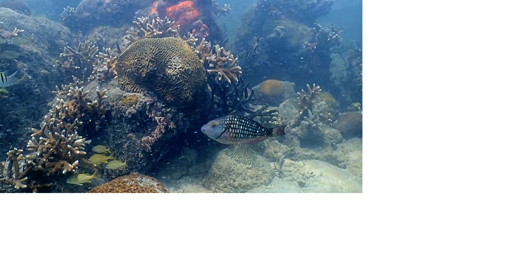 Scientists hunt 'super reefs' that can survive warming seas, and Miami has a front-row view