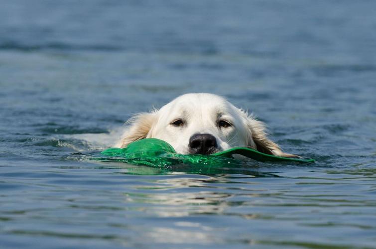 how long can a puppy swim