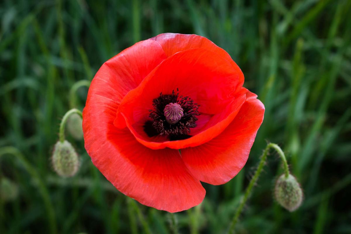 Memorial Day: Poppies and Smiles for Freedom