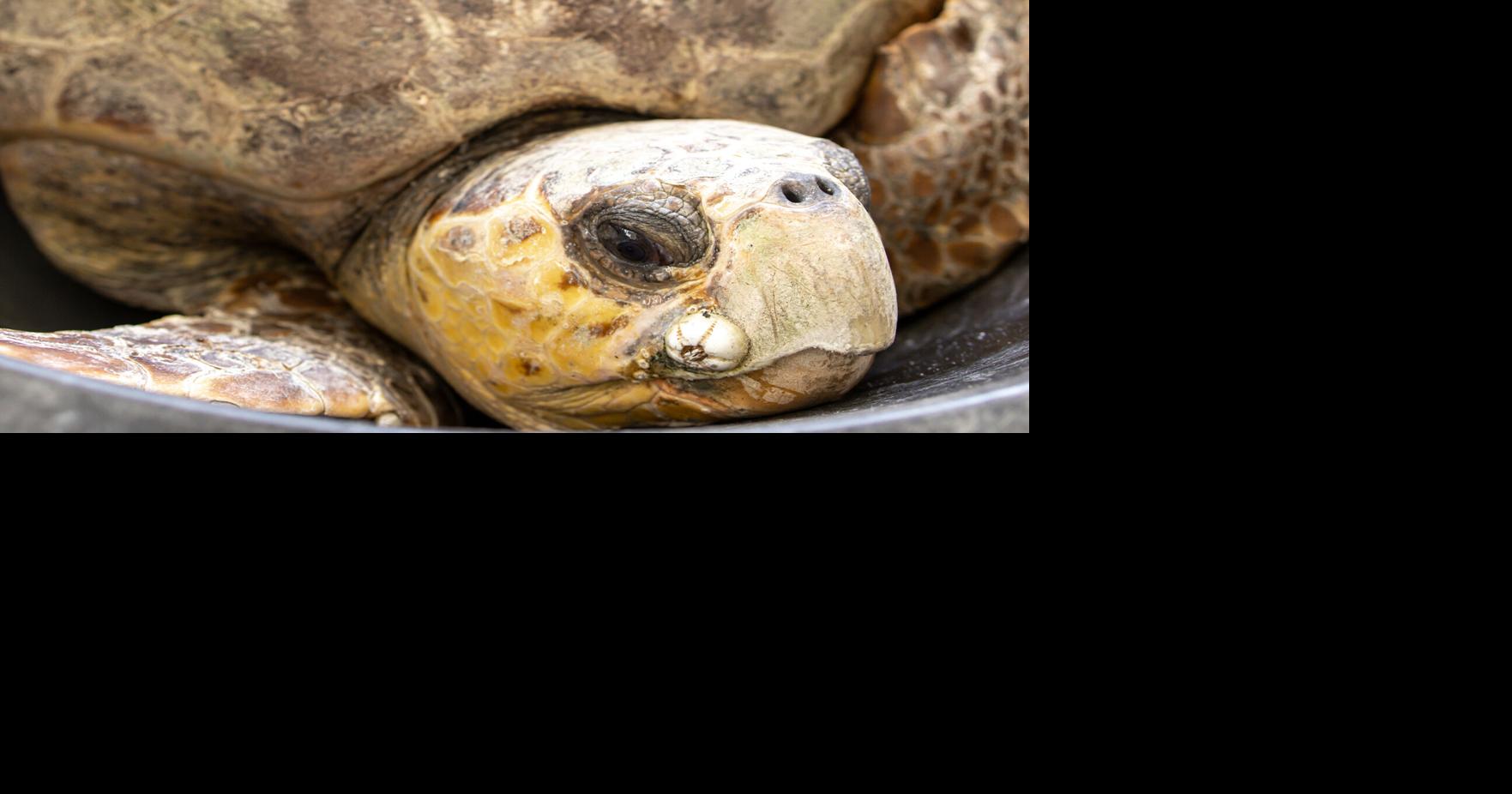 Hooked and rescued: Volunteers fighting to save Florida's sea turtles