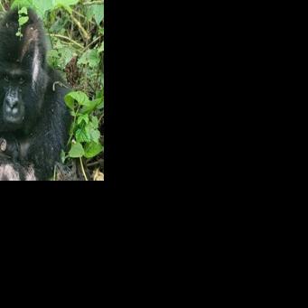 Mafuko, an endangered mountain gorilla, holds the twins she gave birth to in the Virunga National Park, eastern Democratic Republic of Congo