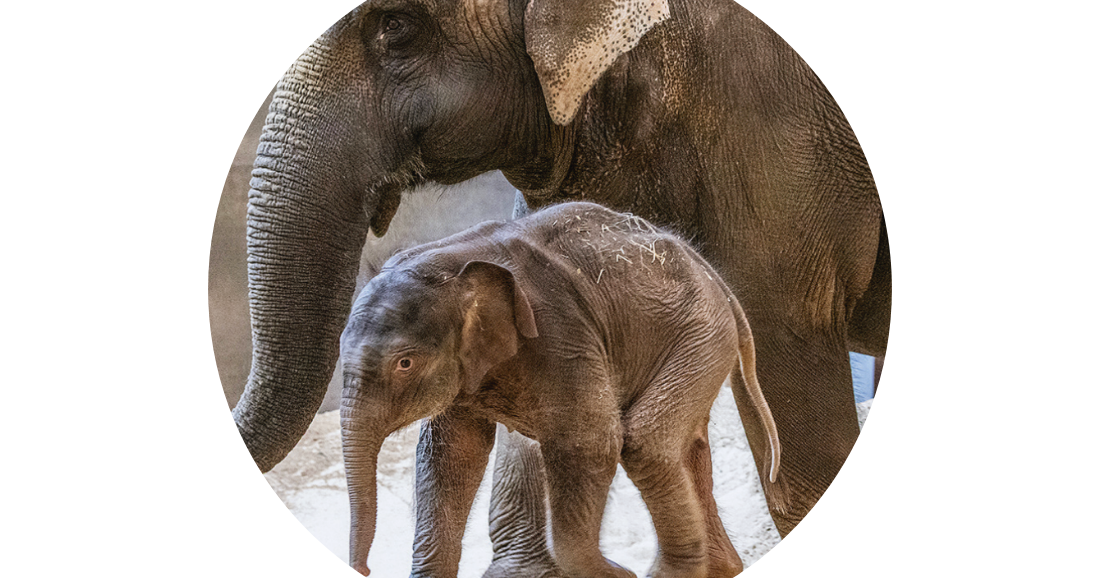 Spike the elephant is a daddy