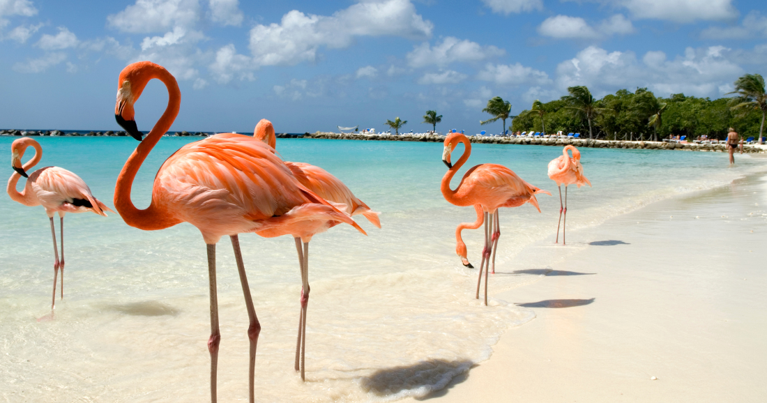 Study: Florida flamingos are native and could recover