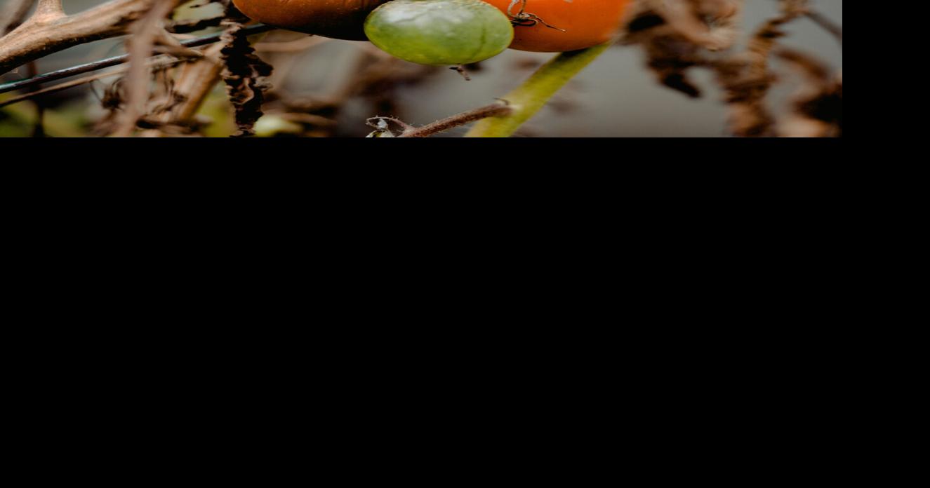 Miami-Dade under state of emergency following cold snap and drought