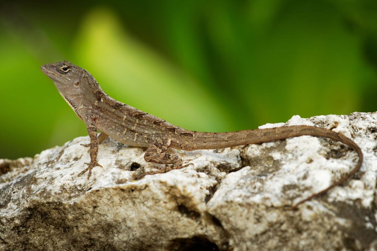 It's not easy being a green anole | | islandernews.com