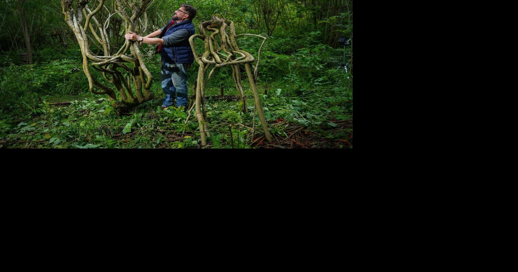 ‘Furniture orchard’ grows trees into chairs