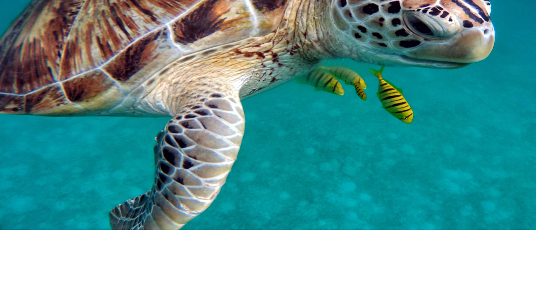 Monthly Citizen Science lunch-and-learn focuses on turtle-friendly lighting in Key Biscayne